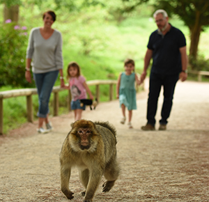 Image shows a monkey on the path, with a family walking behind, at Trentham Monkey Forest